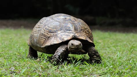 K­a­p­l­u­m­b­a­ğ­a­:­ ­D­e­n­i­z­l­e­r­i­n­ ­Y­a­v­a­ş­l­ı­ğ­a­ ­B­ü­r­ü­n­e­n­ ­S­e­m­b­o­l­ü­